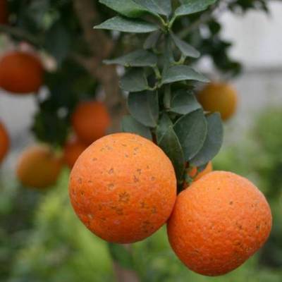 CITRUS MYRTIFOLIA CHINOTTO